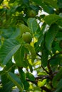 Plantation of high-quality PDO certified walnuts trees on foothills of Alps near Grenoble, France