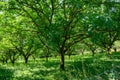 Plantation of high-quality PDO certified walnuts trees on foothills of Alps near Grenoble, France