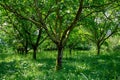 Plantation of high-quality PDO certified walnuts trees on foothills of Alps near Grenoble, France