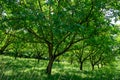 Plantation of high-quality PDO certified walnuts trees on foothills of Alps near Grenoble, France