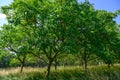 Plantation of high-quality PDO certified walnuts trees on foothills of Alps near Grenoble, France