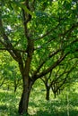 Plantation of high-quality PDO certified walnuts trees on foothills of Alps near Grenoble, France