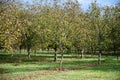 Plantation of high-quality PDO certified walnuts trees in Perigord Limousin Regional Natural Park, France in summer