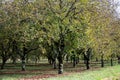 Plantation of high-quality PDO certified walnuts trees in Perigord Limousin Regional Natural Park, France in summer