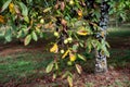 Plantation of high-quality PDO certified walnuts trees in Perigord Limousin Regional Natural Park, France in summer