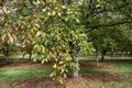 Plantation of high-quality PDO certified walnuts trees in Perigord Limousin Regional Natural Park, France in summer