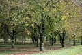 Plantation of high-quality PDO certified walnuts trees in Perigord Limousin Regional Natural Park, France in summer