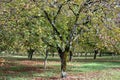 Plantation of high-quality PDO certified walnuts trees in Perigord Limousin Regional Natural Park, France in summer