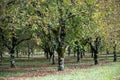 Plantation of high-quality PDO certified walnuts trees in Perigord Limousin Regional Natural Park, France in summer