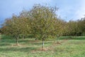 Plantation of high-quality PDO certified walnuts trees in Perigord Limousin Regional Natural Park, France in summer