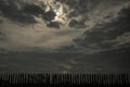 Plantation with line of tall thin poplar trees in silhouette