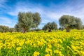 Plantation with many old olive trees and yellow blossoming meadow Royalty Free Stock Photo