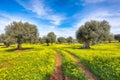Plantation with many old olive trees and yellow blossoming meadow Royalty Free Stock Photo