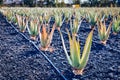 Plantation of medicinal aloe vera plant in the Canary Islands. Aloe Vera in farm garden in desert Furteventura. Growing Aloe vera