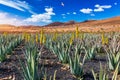 Plantation of medicinal aloe vera plant in the Canary Islands. Aloe Vera in farm garden in desert Furteventura. Growing Aloe vera