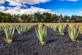 Plantation of medicinal aloe vera plant in the Canary Islands. Aloe Vera in farm garden in desert Furteventura. Growing Aloe vera