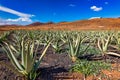 Plantation of medicinal aloe vera plant in the Canary Islands. Aloe Vera in farm garden in desert Furteventura. Growing Aloe vera