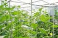 Plantation of melon in greenhouse.