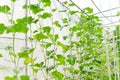 Plantation of melon in greenhouse.