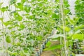 Plantation of melon in greenhouse.