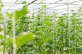 Plantation of melon in greenhouse.