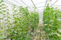 Plantation of melon in greenhouse.