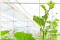 Plantation of melon in greenhouse.