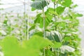 Plantation of melon in greenhouse.