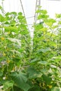 Plantation of melon in greenhouse.