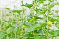 Plantation of melon in greenhouse.