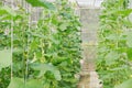 Plantation of melon in greenhouse.