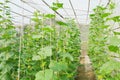 Plantation of melon in greenhouse.