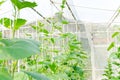 Plantation of melon in greenhouse.