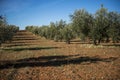 Plantation Olive Trees Royalty Free Stock Photo