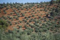 Plantation Olive Trees Royalty Free Stock Photo