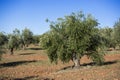 Plantation Olive Trees Royalty Free Stock Photo