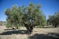 Plantation Olive Trees Royalty Free Stock Photo