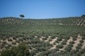Plantation Olive Trees Royalty Free Stock Photo