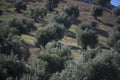Plantation Olive Trees Royalty Free Stock Photo