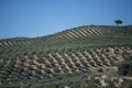 Plantation Olive Trees Royalty Free Stock Photo