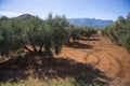 Plantation Olive Trees Royalty Free Stock Photo