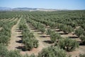 Plantation Olive Trees Royalty Free Stock Photo