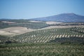 Plantation Olive Trees Royalty Free Stock Photo