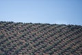 Plantation Olive Trees Royalty Free Stock Photo