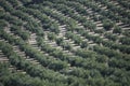 Plantation Olive Trees Royalty Free Stock Photo