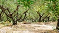Plantation. Olive trees. Crete, Greece Royalty Free Stock Photo