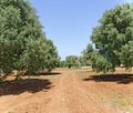 Plantation with olive trees Royalty Free Stock Photo