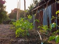 Plantation of an organic Asparagus bean plant. yardlong or Chinese long bean on house fence