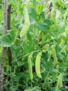 Pea Plant vegetable in a garden, green pea pods on the branches of a garden garden plant Royalty Free Stock Photo