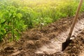 Plantation pepper and irrigation channel with a shovel. traditional method of watering the fields. Cultivation, care of the pepper